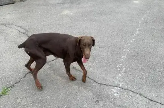 Найдена собака в Шахтах, передержка