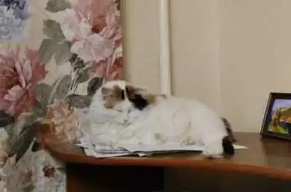 Пропала кошка Маша, ул. Корнеева, 40А