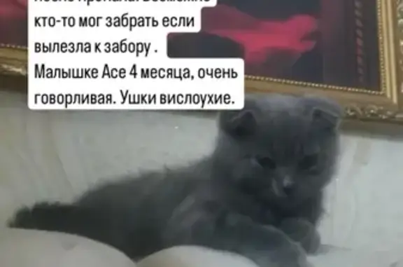 Пропала кошка: Гагарина, 27Д, Аксай