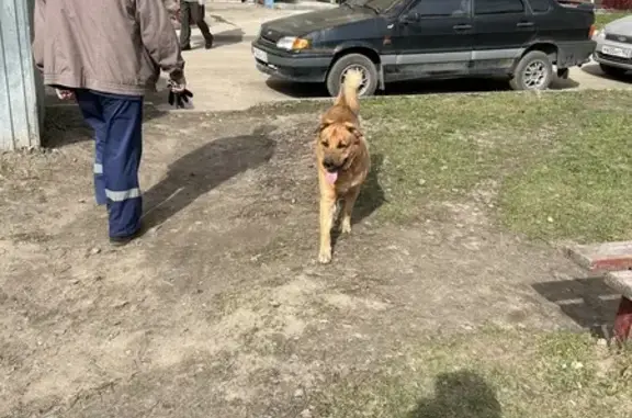 Найдена собака: Школьная, 32, Н. Новгород