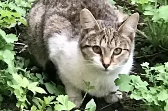 Кошка найдена: Б. Черкизовская, 22