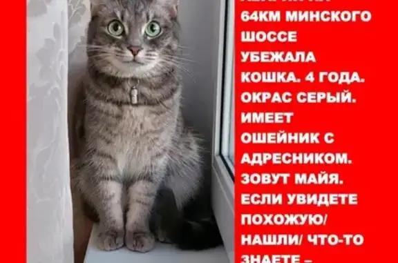 Пропала кошка Майя, Минское ш., 3301