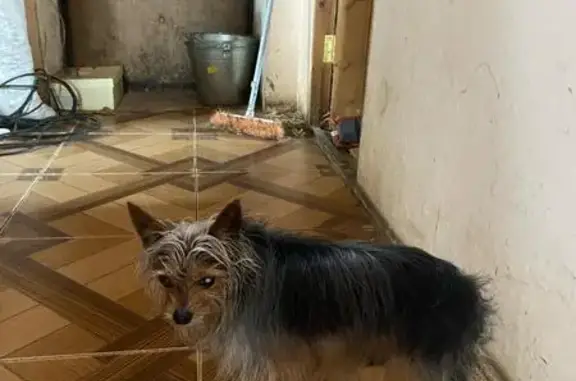 Найдена собака в Бруслановке