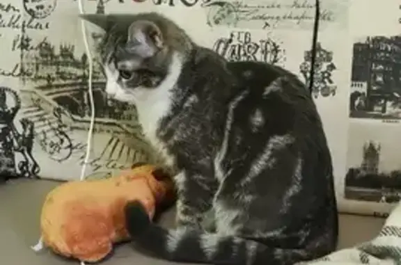 Котик найден: Труфанова 34А