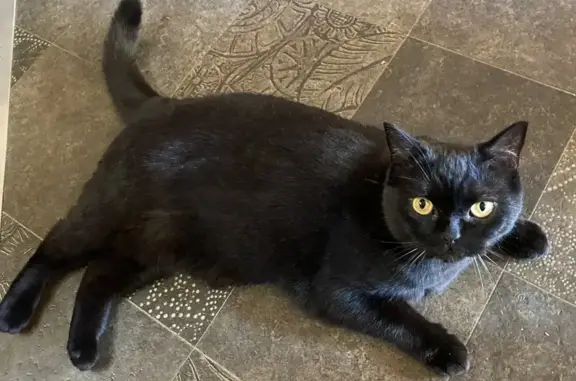 Пропала черная кошка в СПб