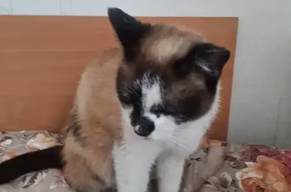 Найдена кошка: Садовая, 15