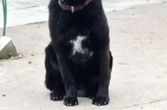 Найдена собака в Сухарево, МО