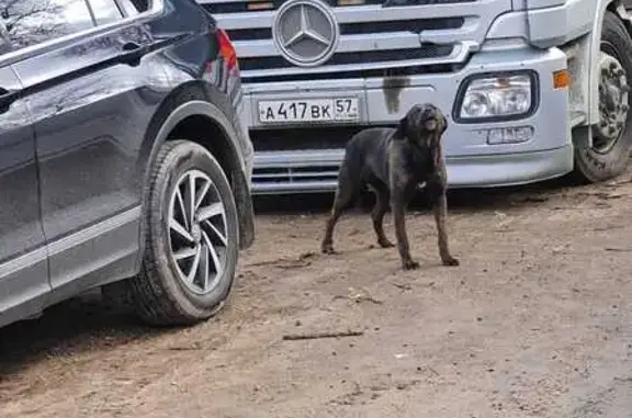 Найдена собака в Красногорске, МО