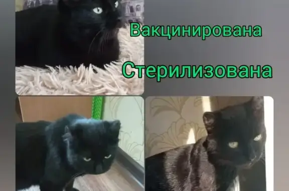 Найдена кошка, Новоалтайск, в добрые руки