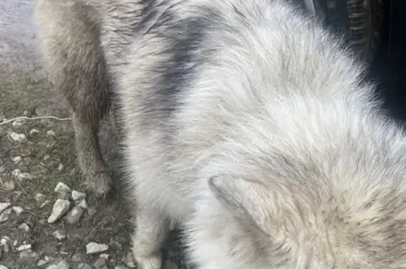 Найдена собака-пацан в Саратове