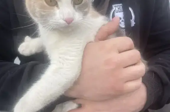 Найдена кошка у Леруа Мерлен, 91 км МКАД