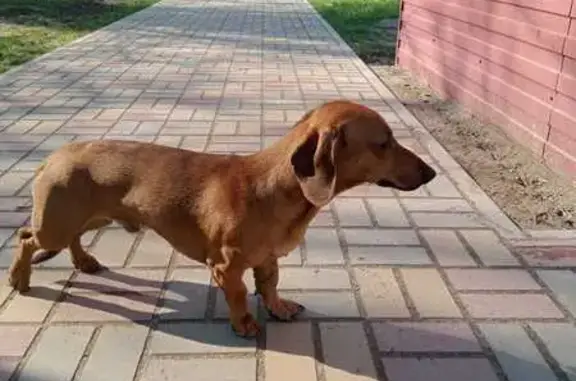 Собака найдена: Гвардейская 38, Волгоград