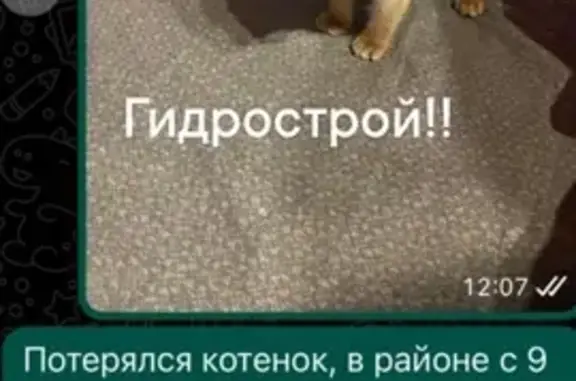 Пропала кошка: Игнатова, 33, Краснодар