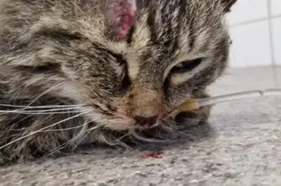 Найден раненый кот, Якты Куль, Башкортостан