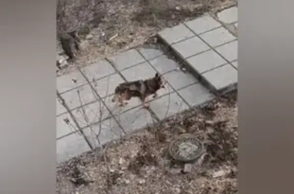 Пропала собака: ул. Толмачева, 72, Серов