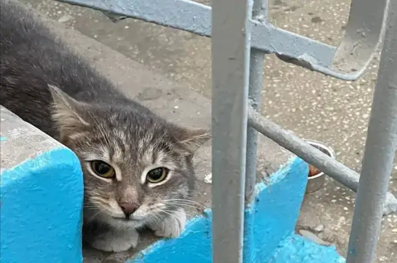 Найдена кошка, ул. Салавата Юлаева, 17А