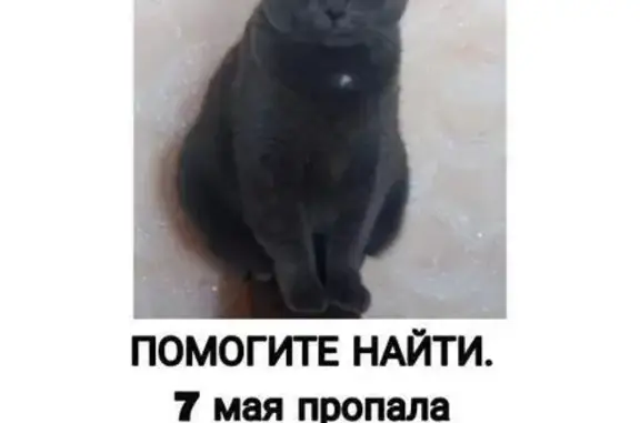 Пропала кошка, ул. Дмитриевой, 56