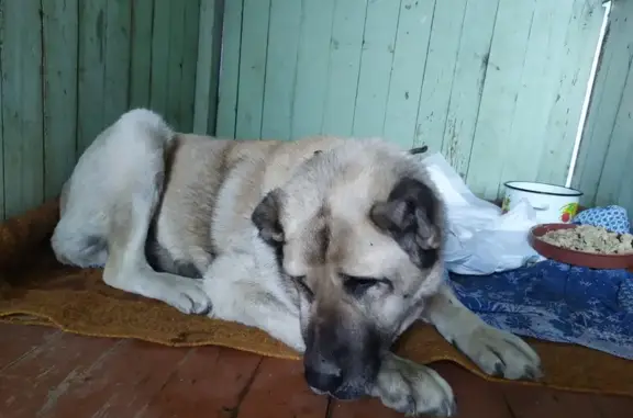 Найдена собака, Екатеринбург E22