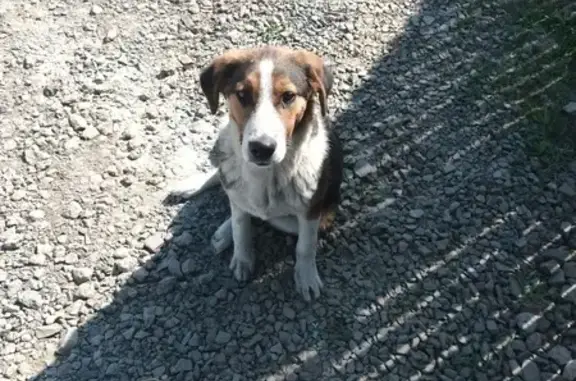 Найдена собака: Шишкина, 16, Таганрог