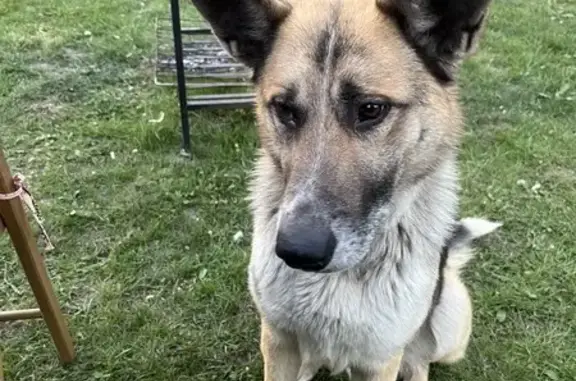 Потерянный пес в ЭКО парке Дегуако