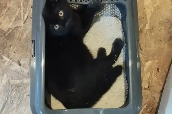 Пропажа чёрной кошки: Кольцевая, 59