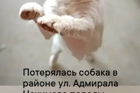 Пропал пёс: ул. Нахимова, 38, Астрахань
