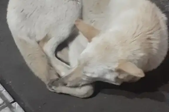 Найдена собака на Бийской 1А, Пенза