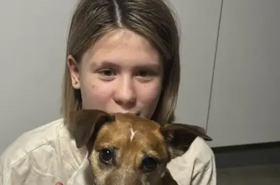 Найден пес, Архангельское, 5-7 лет