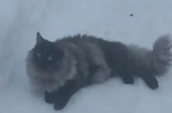 Пропала кошка: Советская, 42