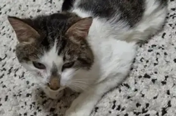Пропала кошка: Краснополянская, 31