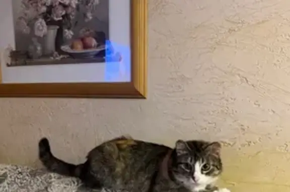 Кошки потеряшки, Пермь, фото: Потеряшка кошка: ул. Наумова, 47, Пермь