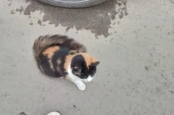 Найдена кошка: Ярославская, 10