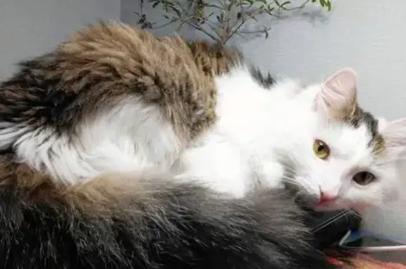 Пропала кошка: Херсонская, 13, Самара