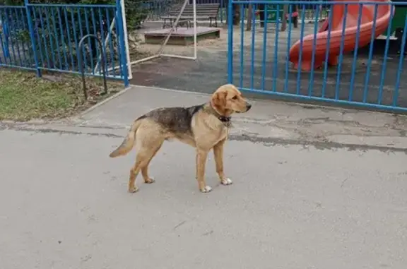 Найдена собака в Мостовском, Москва