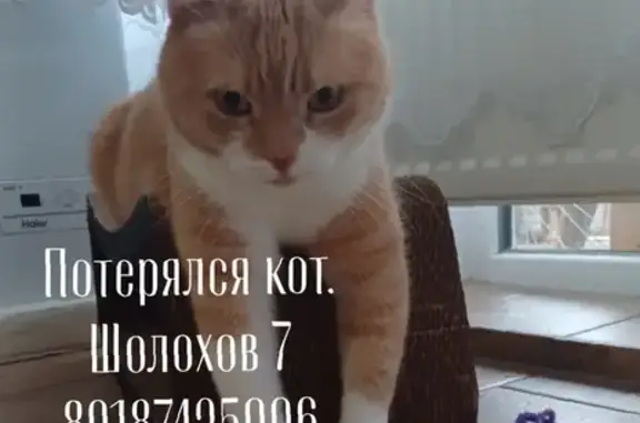 Пропал кот Том, Михайловск
