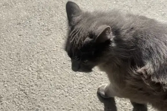 Найден пушистый кот, Ленинский пр-т 31к1с3