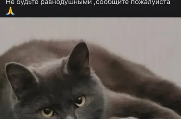 Пропала кошка: Дубнинская ул., 24к5