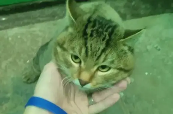 Найдена кошка: ул. Мира, 12а, Нижневартовск