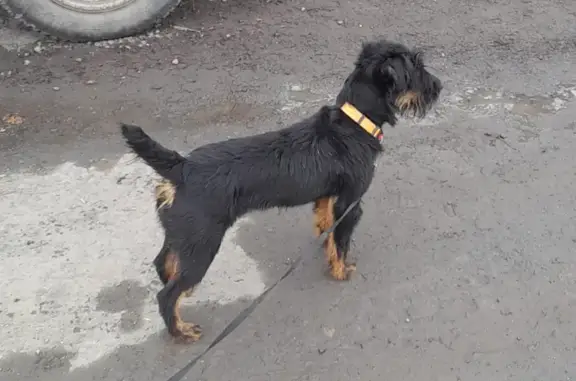 Пропала собака в Новотроицке