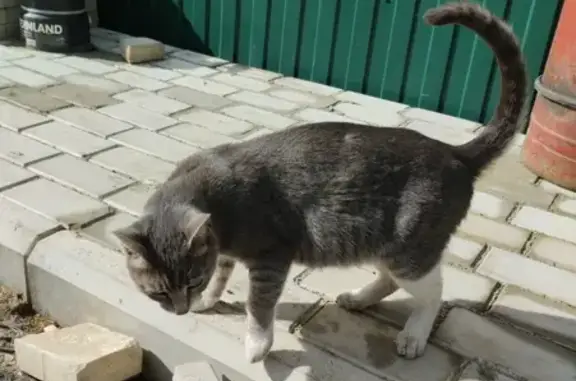 Найдена кошка: Советская линия 7-я, 1