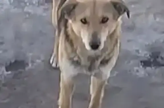 Пропала собака: Саранская, 78, Пенза