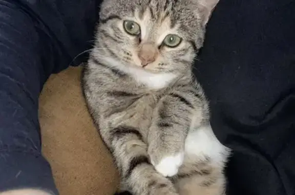 Кошки потеряшки, Исаково, фото: Потеряшка кошка Леся, ул. Южная, 27