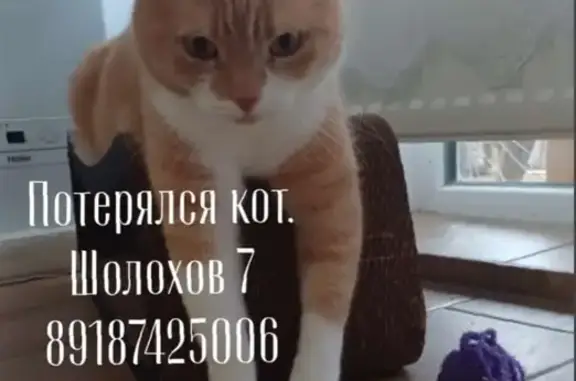 Пропала кошка: Ишкова, 246г