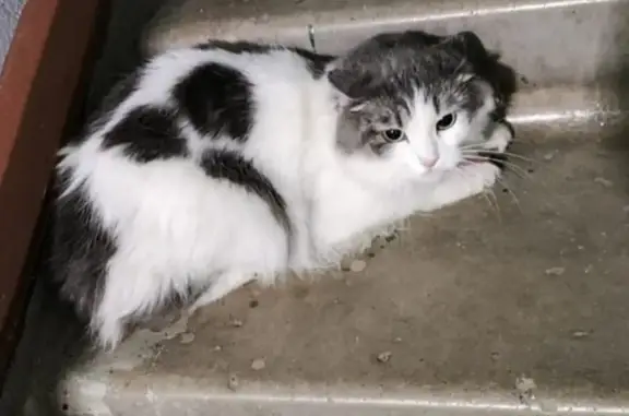 Найдена кошка: ул. Лежена, 9, Новосибирск