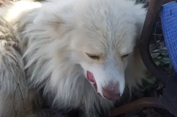 Найдена собака в Марьевке, Пенза
