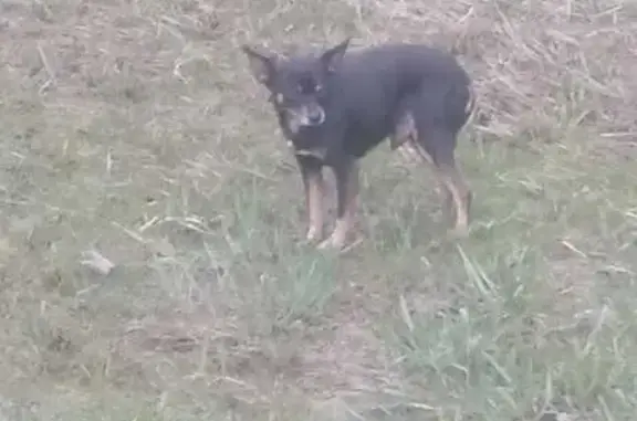 Найдена собака: Киевское ш., Поддубье