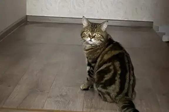 Пропала кошка: Меридианная, 15, Казань