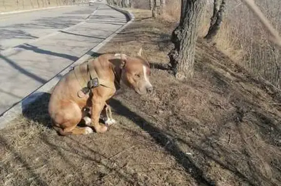 Найдена собака у Коммунального моста