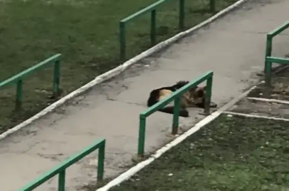Найдена собака на ул. Попова 64А