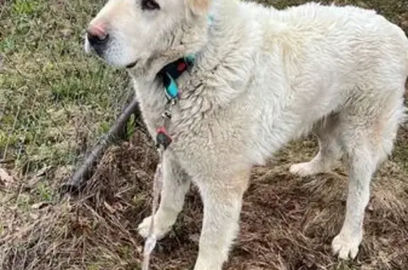 Найдена собака в д. Рождествено